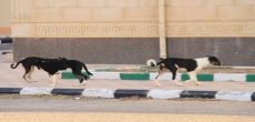 كلاب ضالة تنتشر في محافظة شقراء وعين الرقيب "نائمة"