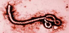 فيروس إيبولا | الوقاية , الأعراض , طرق الانتقال