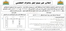 محكمة شقراء تعلن عن موعد المزاد العلني لبيع عدد من الأبل بسبب قرار قضائي يوم السبت القادم