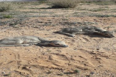 استقبلت محمية الجرعاء  الطبيعية خمسة مواليد  لغزال  الريم